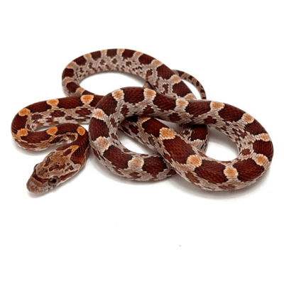 SERPIENTE DEL MAÍZ(Pantherophis guttatus)