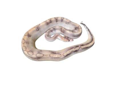 PITÓN BOLA CHAMPAGNE