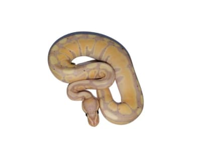 PITON BOLA BANANA