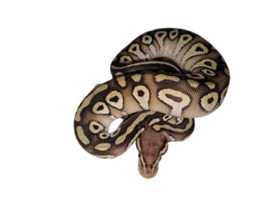 PITON BOLA PASTAVE