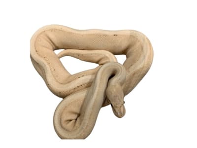 PITON BOLA BANANA G STRIPE