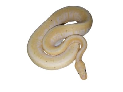 PITON BOLA SPINNER BLAST