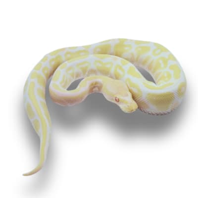 PITON BOLA ALBINA HEMBRA