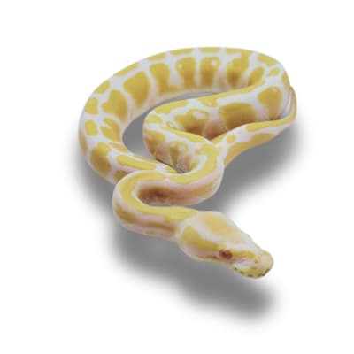 PITON BOLA ALBINO MACHO