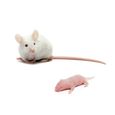 ALIMENTO VIVO RATON (PINKY, PRIMER PELO, SALTARIN O ADULTO)