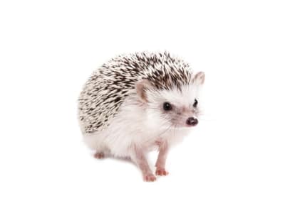 ERIZO DE TIERRA  (Atelerix albiventris)