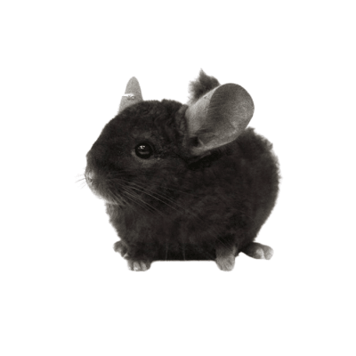 CHINCHILLA NEGRA (Chinchilla lanigera)