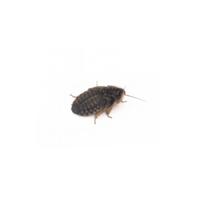 PACK MICRO DUBIAS 40 UNIDADES (PARA REPTILES BEBES O PEQUEÑOS)