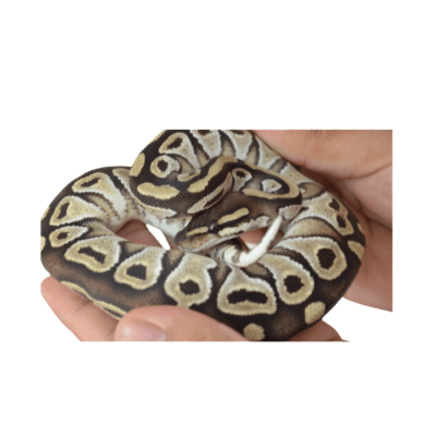 PITON BOLA MOJAVE