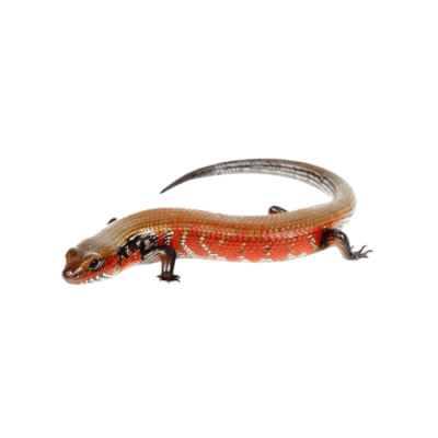 ESCINCO DE FUEGO (Riopa Fernandi)