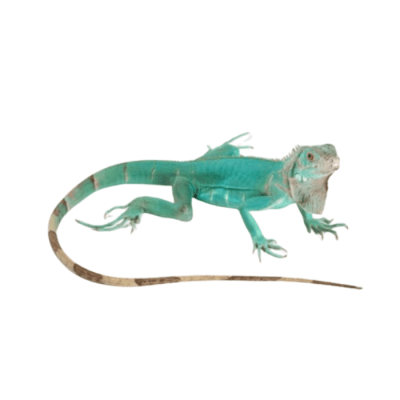 IGUANA AZUL (Iguana iguana)