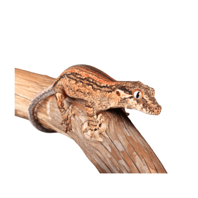 GECKO GARGOLA (Rhacodactylus auriculatus)