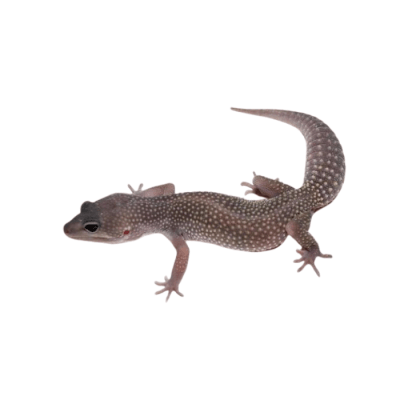 GECKO LEOPARDO BLIZZARD (Eublepharis macularius)