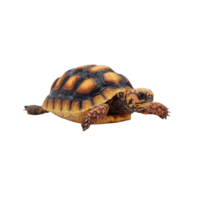 TORTUGA PATAS ROJAS (Chelonoidis carbonaria)