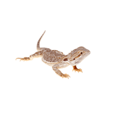 DRAGON BARBUDO (Pogona vitticeps)