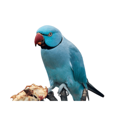 KRAMER AZUL (Psittacula kramer)