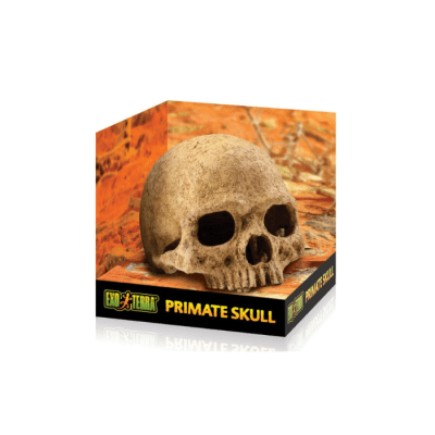 PRIMATE SKULL CRANEO CRANEO EXOTERRA