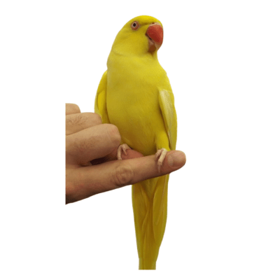 KRAMER AMARILLO (Psittacula kramer)