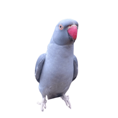 KRAMER GRIS (Psittacula kramer)
