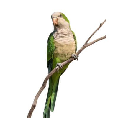 COTORRA ARGENTINA (Myiopsitta monachus)