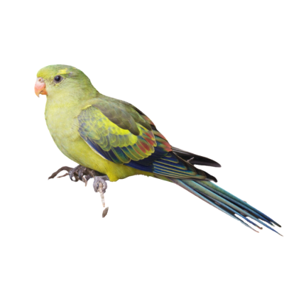 PERICO REGENTE (Polytelis anthopeplus)