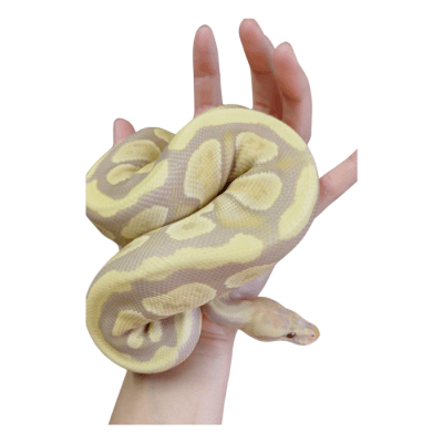 PITON BOLA CANDINO (Python regius)