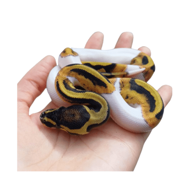 PITON BOLA PIEBALD WHITE (Python regius)