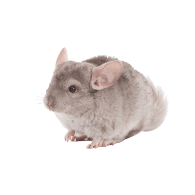 CHINCHILLA BEIGE (Chinchilla lanigera)