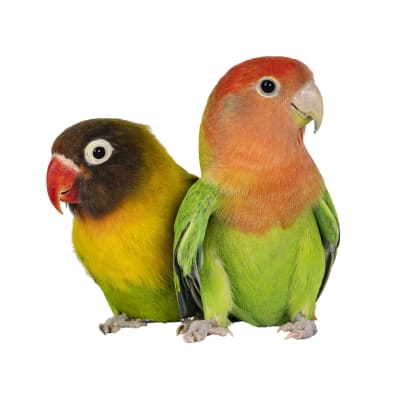 PAREJA DE AGAPORNIS (agapornis spp)