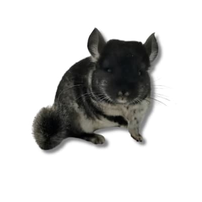 CHINCHILLA BLACK VELVET (chinchilla lanigera)
