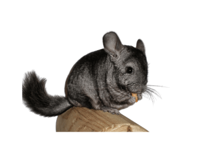 CHINCHILLA GRIS (Chinchilla lanigera)