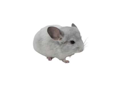 CHINCHILLA MOSAICO (Chinchilla lanigera)