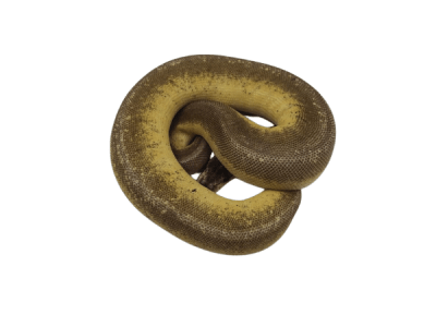 PITON BOLA CHAMPGANE