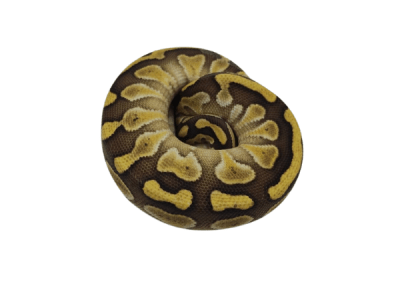 PITON BOLA LESSER