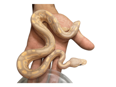 PITON BOLA BANANA CINNAMON