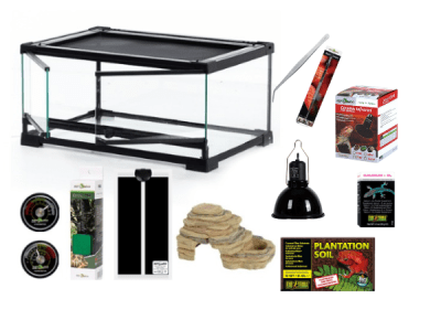 KIT GECKO LEOPARDO BEBÉ