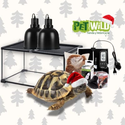 KIT NAVIDEÑO TORTUGA MEDITERRANEA