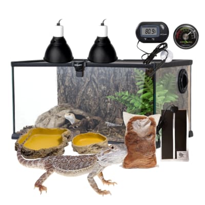 KIT DRAGON BARBUDO PEQUEÑO