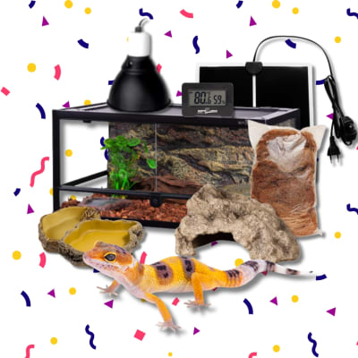 KIT DIA DEL NIÑO GECKO LEOPARDO