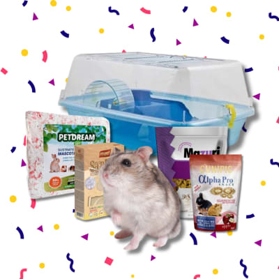 KIT HAMSTER CHINO DIA DEL NIÑO
