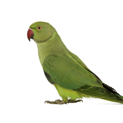 KRAMER VERDE (Psittacula kramer)
