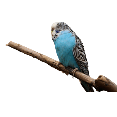 PERIQUITO AUSTRALIANO (Melopsittacus undulatus)