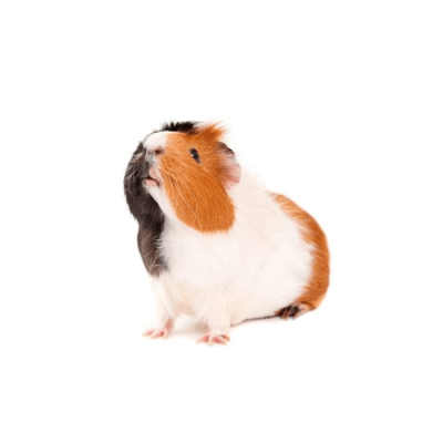 COBAYO (Cavia Porcellus)