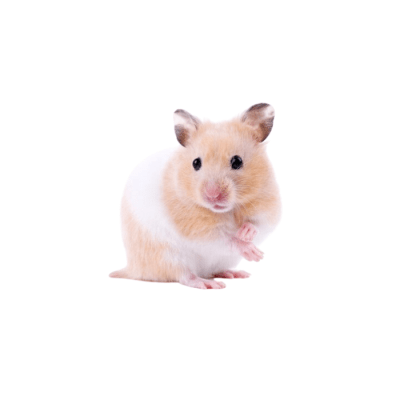 HAMSTER GOLDEN (Mesocricetus auratus)