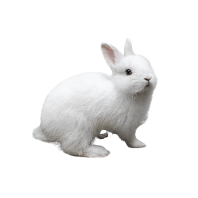 CONEJO (Oryctolagus cuniculus)