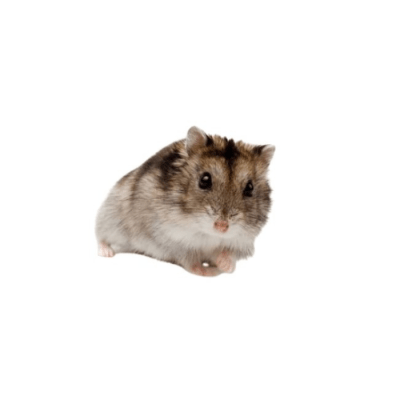 HAMSTER CHINO (Cricetulus barabensis)