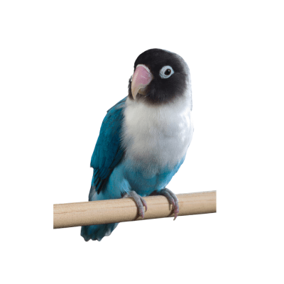 AGAPORNIS (Agapornis personatus)