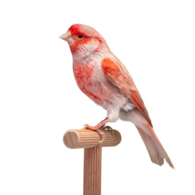 CANARIO (Serinus canaria)