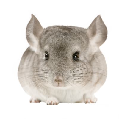 CHINCHILLA BEIGE (Chinchilla lanigera)