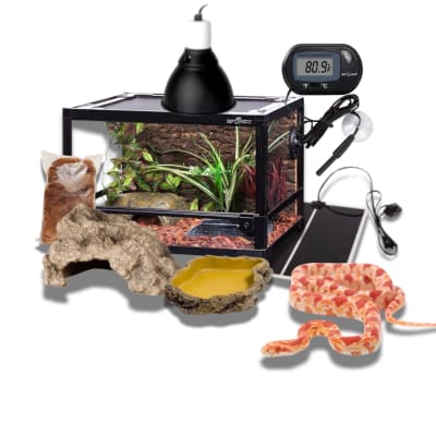 KIT SERPIENTE DEL MAIZ